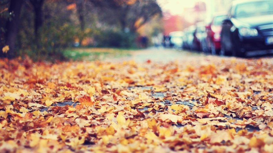 Fallen Leaves on the Sidewalk