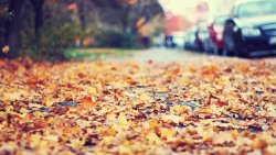Fallen Leaves on the Sidewalk