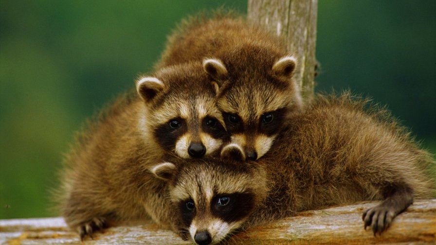 Family of Raccoons Funny Animals