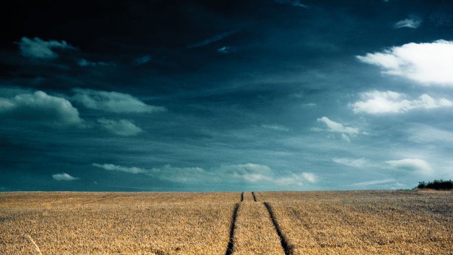 Field and Sunset