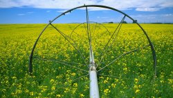 Field of Canola and Mustard