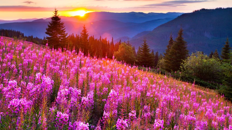 Field of Violet Flowers in Mountains Valley