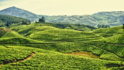 Fields in India