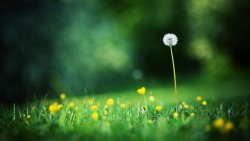 Flowers Green Grass Dandelions Depth of Field