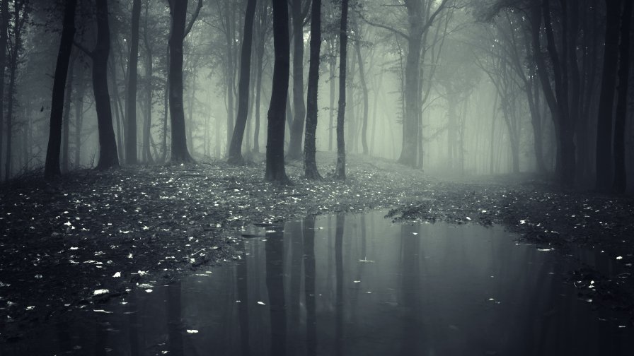 Fog in Old Dense Forest