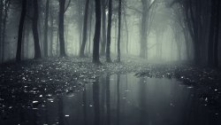 Fog in Old Dense Forest