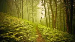 Fog in the Forest with Fern