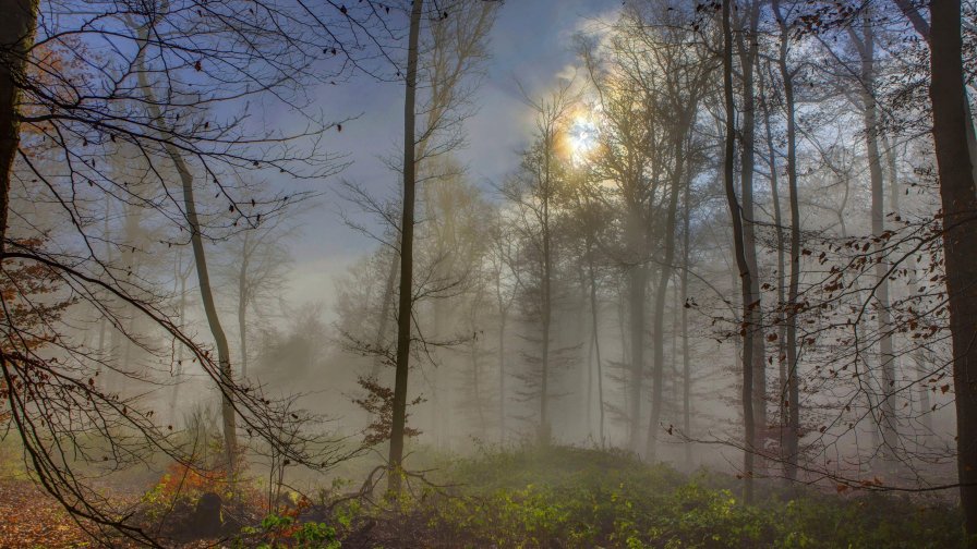 Foggy Old Autumn Forest and Grass