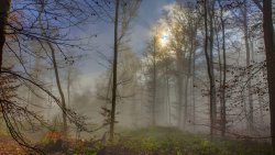 Foggy Old Autumn Forest and Grass