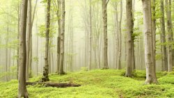 Foggy Spring Forest