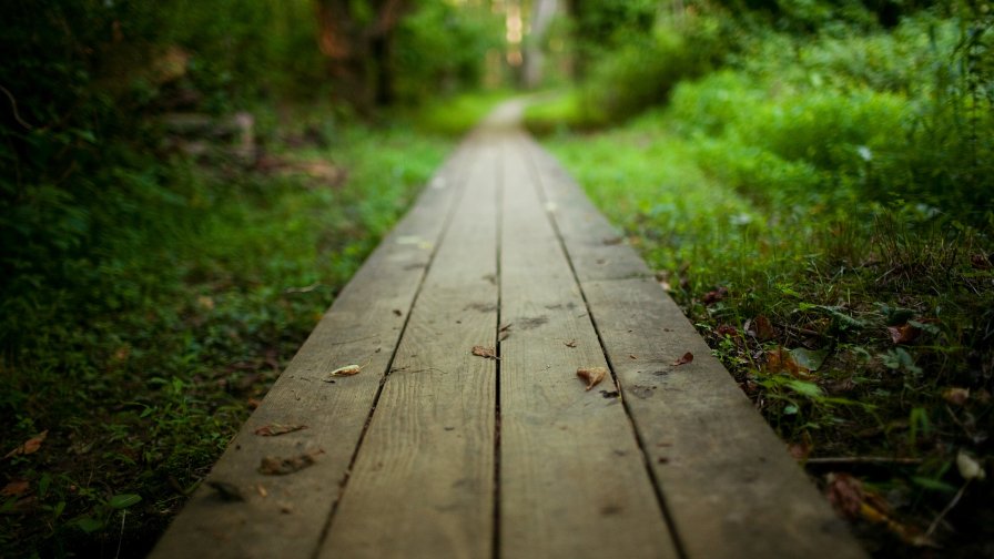 Footpath in the Forest