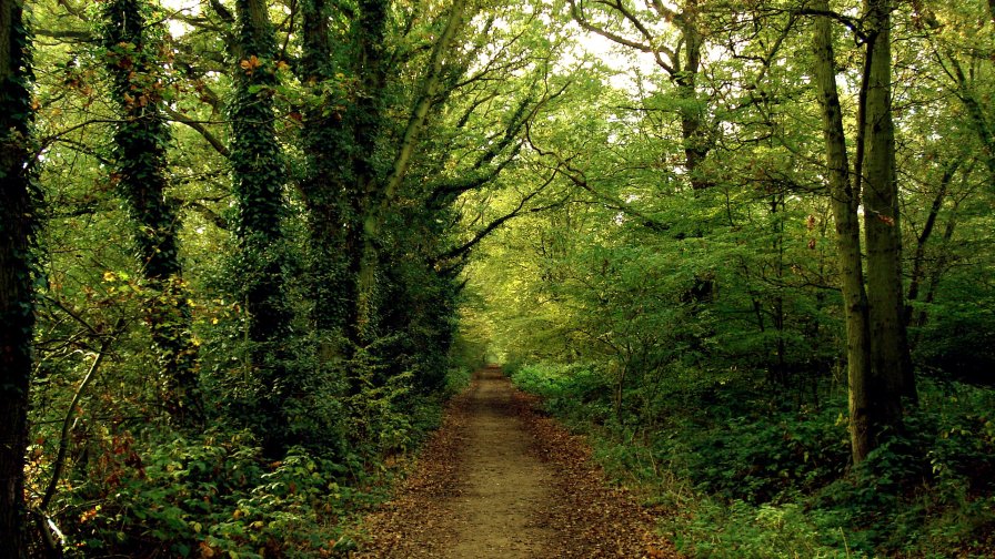 Forest Footpath