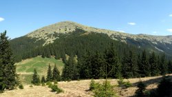 Forest Mountain Valley Carpathians in Ukraine