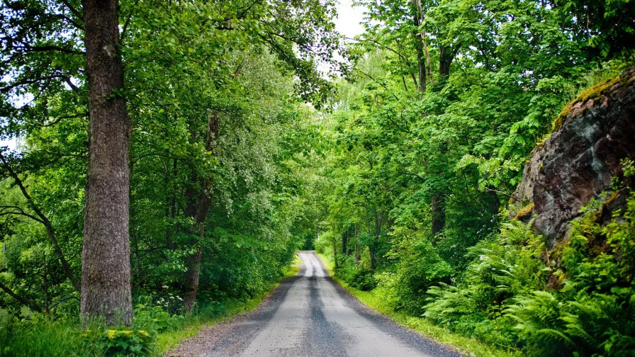 Forest Road