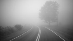 Forest Road and Fog