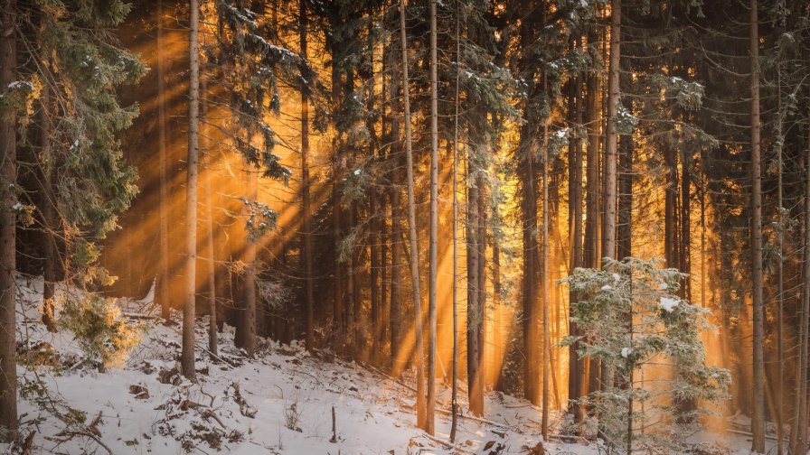 Forest Winter Trees and Sunlight