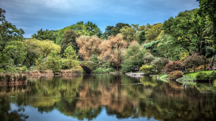 Forest and Lake