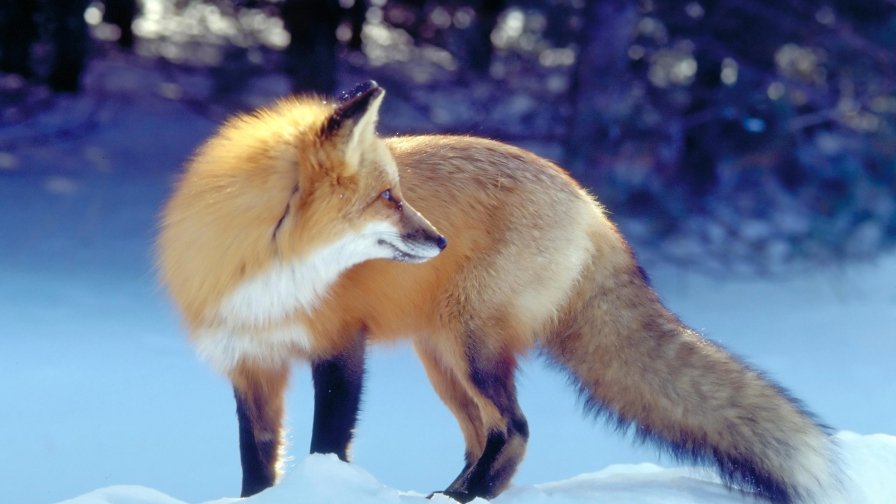 Fox in the Winter Forest