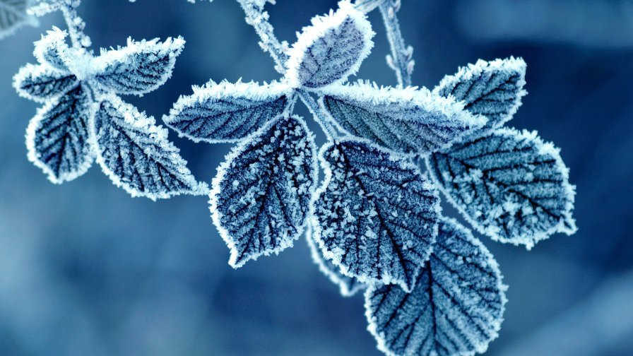 Frost Blue Leaves Winter Nature