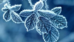 Frost Blue Leaves Winter Nature