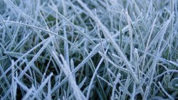 Frost Macro Grass Amazing Photo