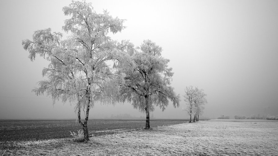 Frost on the Birch