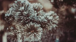 Frost on the Fir Close Up