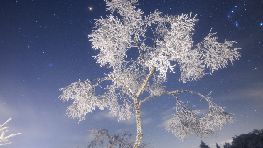 Frost on the Tree