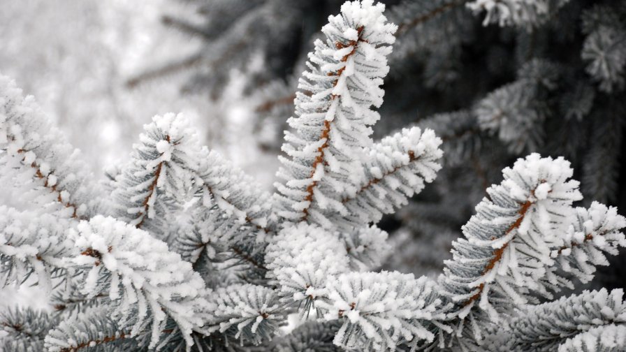 Frost on the Tree in Winter Forest