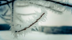 Frost on the Trees in the Winter Forest