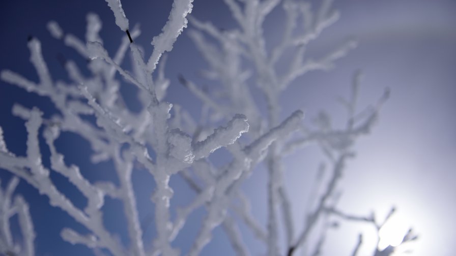 Frosty Branches and Daylight