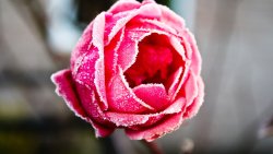 Frozen Rose