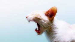 Funny Cat with Open Mouth