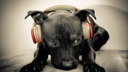 Funny Dog with Headphones