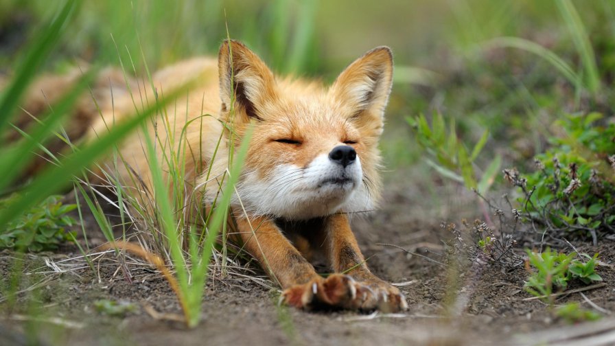 Funny Little Fox on the Field