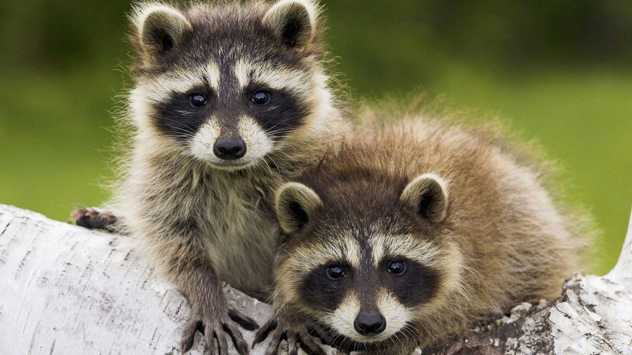 Funny Little Raccoons