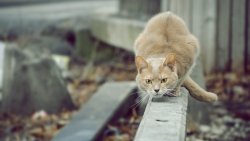 Funny Orange Cat Looking for You