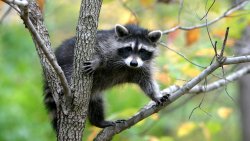 Funny Raccoon on the Tree
