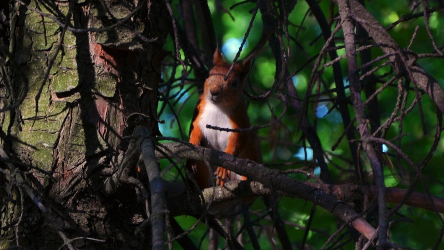 Funny Squirrel in Old Pine Forest