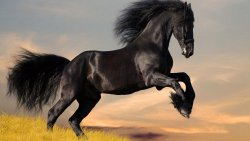 Galloping Horse