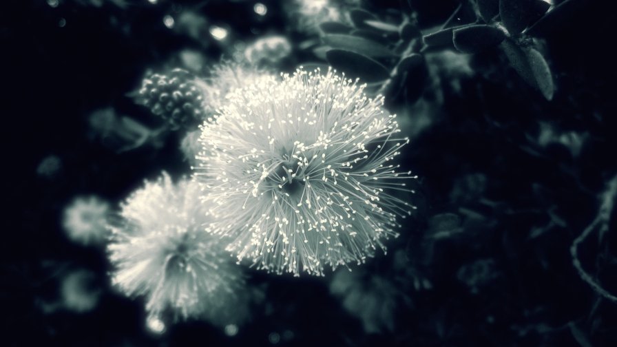 Glowing Dandelions and Grass in Darkness