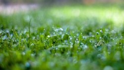 Grass Surface Wet