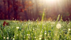 Grass and Dew in the Morning