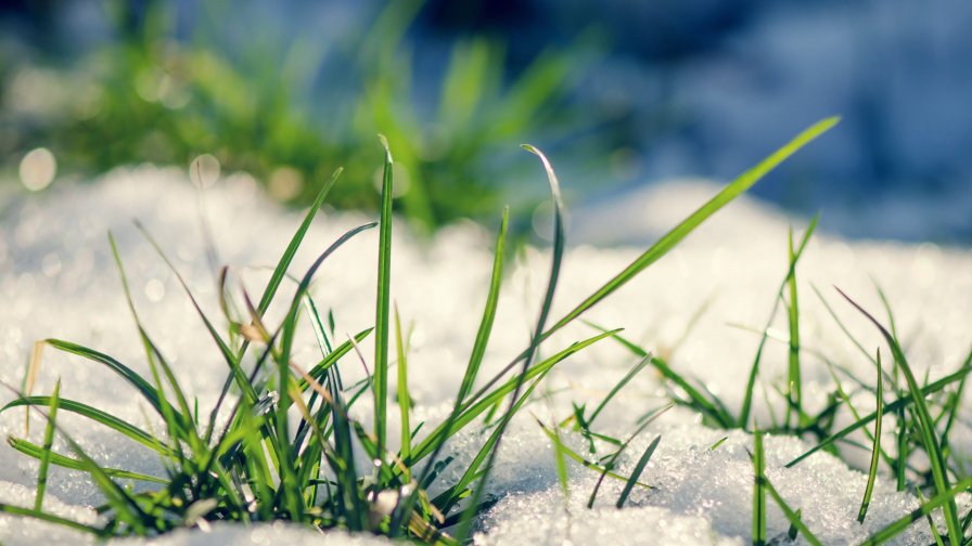 Grass and Snow