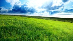 Grass on the Field