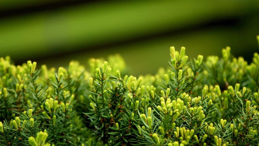 Green Branches on Spruce