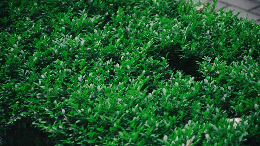 Green Bushes in the City Park Area