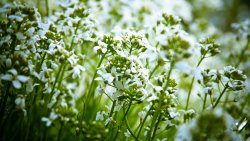 Green Field White Flowers