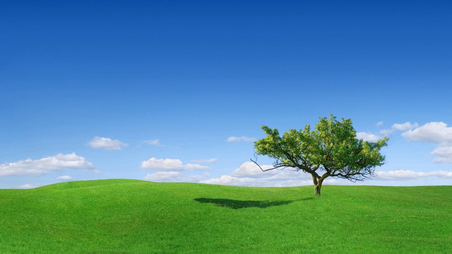 Green Field and Single Tree