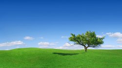 Green Field and Single Tree